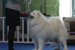 RCACS Mâle Nationale d'Élevage 2016